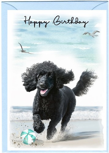 Poodle black dog birthday - poodle,