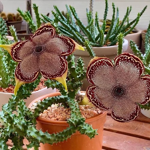 6cm succulent cactus plant - 6cm,