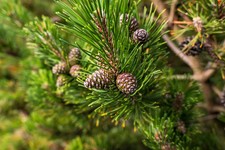 Scots Pine Needle Floral Water / Organic