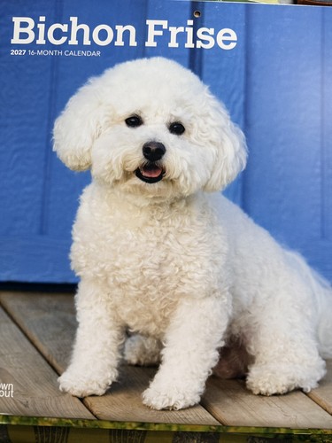 Bichon frise dog - bichon,
