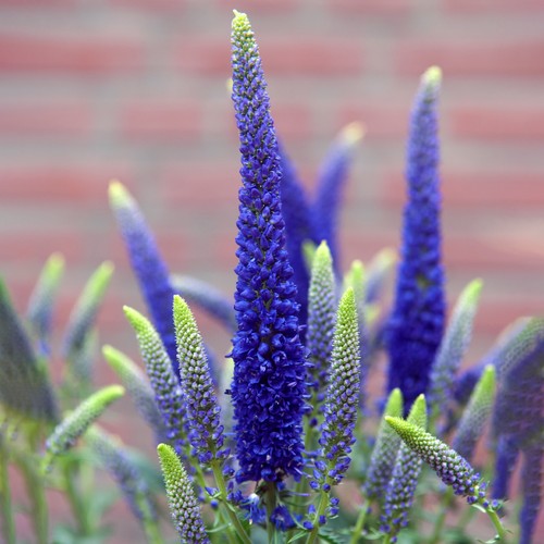 Veronica first glory - veronica,