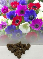 50 ANEMONE DE CAEN MIXED