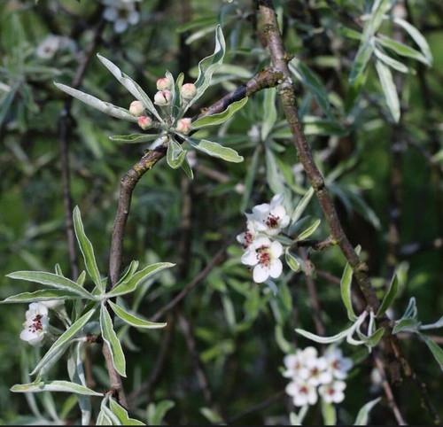Pyrus salicifolia - ,