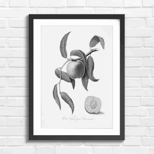 Botanical vintage peach - botanical,