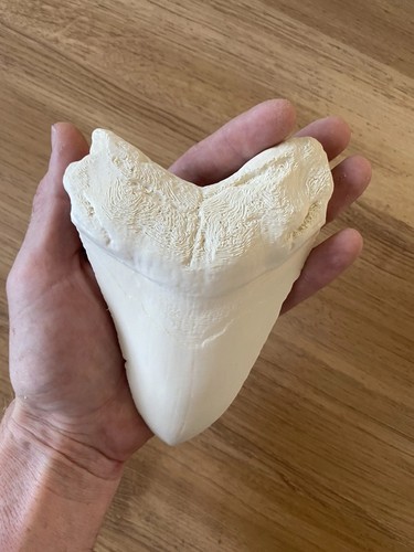 Replica megalodon shark tooth - megalodon,