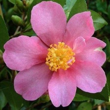 Camellia sasanqua Hugh Evans