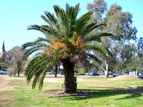 Phoenix canariensis canary - -,