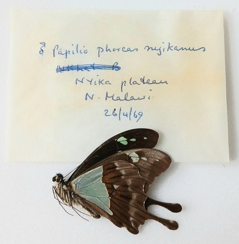 Papilio phorcas nyikanus male - nyikanus,