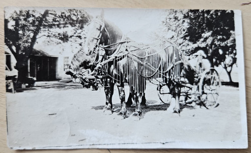 Vintage horse photo - vintage, 2