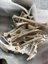 5 Medium To Small Animal Bones Selected At Random For Decoration, Art Or Spells