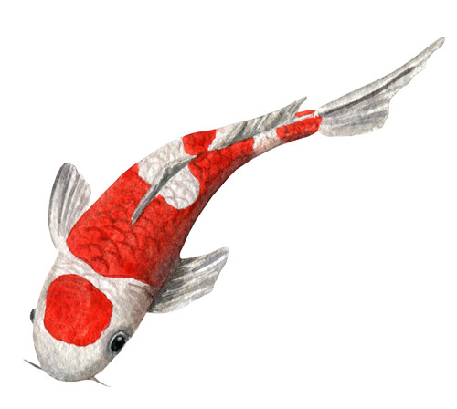 Koi carp fish pond self - fish,