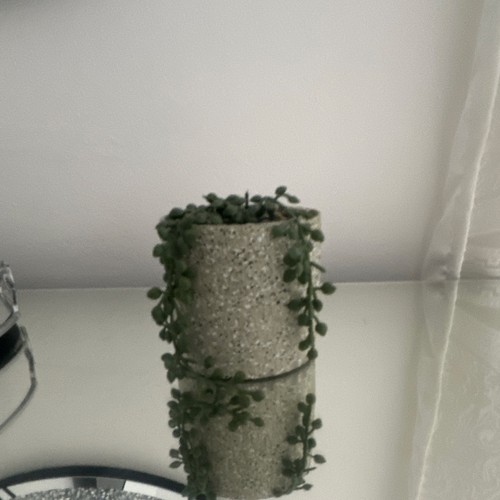 String buttons - of, (crassula)