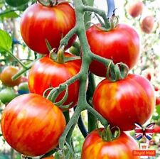 TOMATO 35 SEEDS AMUR TIGER