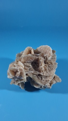 North african desert rose - north,