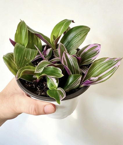 Tradescantia nanouk potted - tradescantia,
