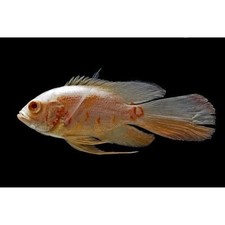 Albino Tiger Oscar Longfin