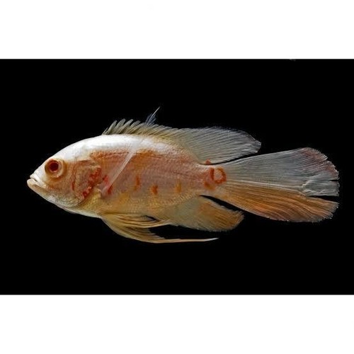Albino tiger oscar - albino,