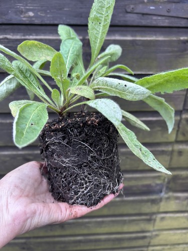 Large bare root knautia - 1,