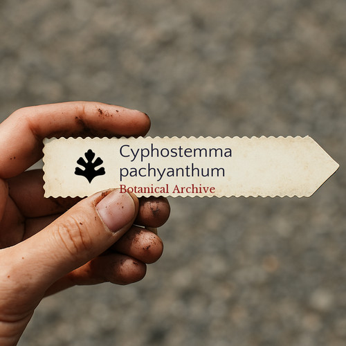 Cyphostemma pachyanthum seeds - cyphostemma,