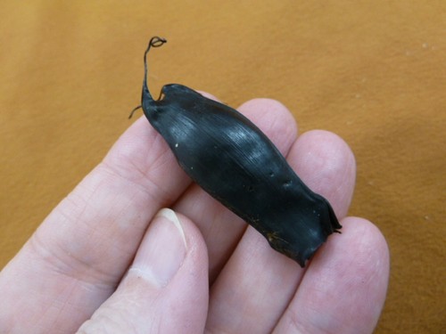Small catshark egg - small,