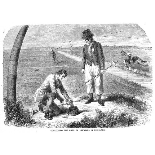 Netherlands collecting lapwing - netherlands,