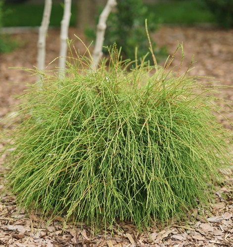 Thuja whipcord 40cm high - 40cm, in
