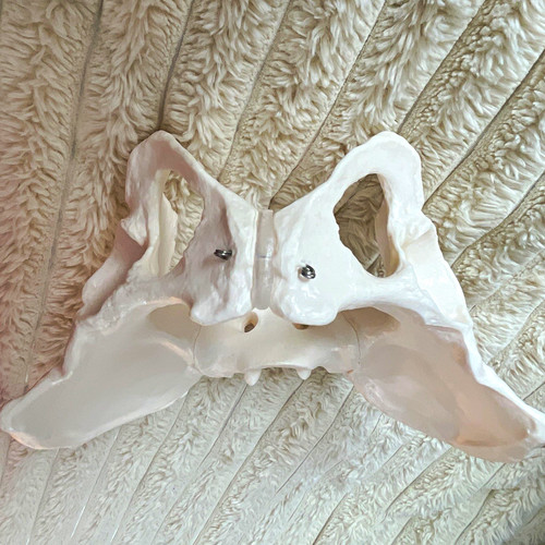 Human pelvis anatomical model - human,