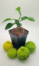 Healthy kaffir lime plant