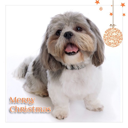 Shih tzu christmas card - tzu,