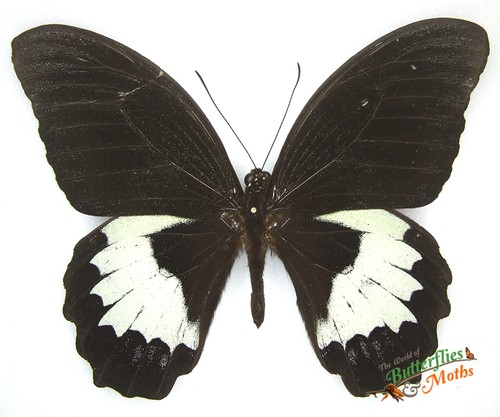 Papilio aegeus 0rmenus orchid - papilio,