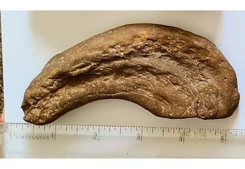 Genuine dinosaur track - track, uk