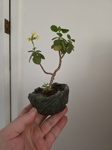Accent plant walsall - accent, with