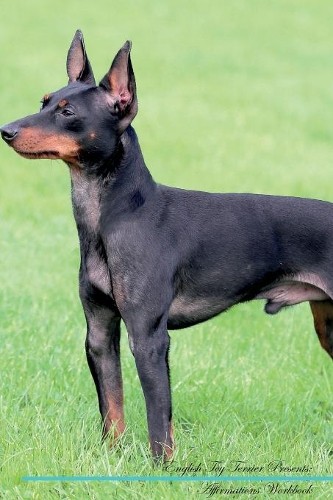 English toy terrier - english,