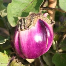 AUBERGINE  VIOLETTA DI FIRENZE