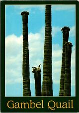 Gambel Quail Postcard