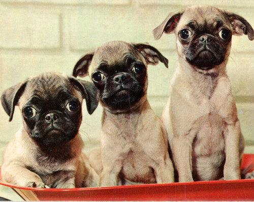 Pug puppies the - puppies, eyes