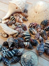 x50 dark SEASHELLS small Tiny Mini Sea Shells Craft Wedding Beach Confetti 10mm