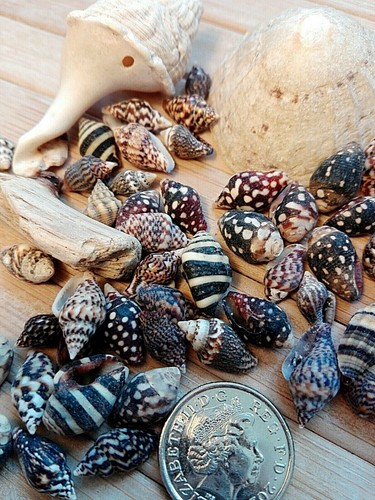 X50 dark seashells small - seashells,