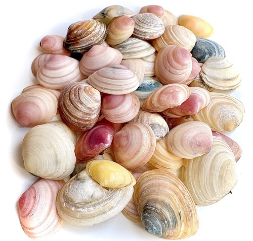 Craft sea shells small sturdy - shells,