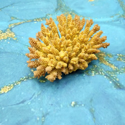 Yellow stony coral faux - yellow,