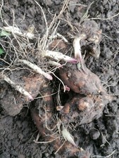 2kg Organic Home Grown Mixed