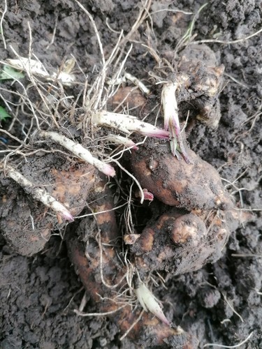2kg organic home - organic, grown