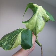 Super RARE Monstera Deliciosa