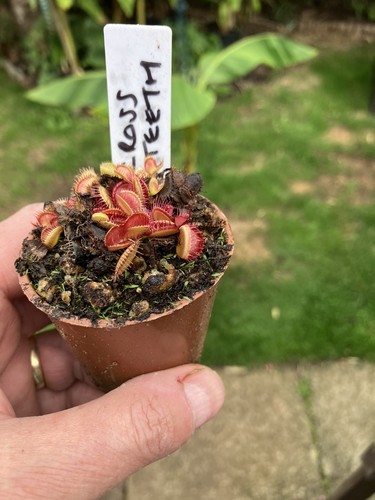 Venus fly trap dionaea - venus, trap,