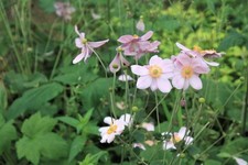 Anemone Königin (Queen)