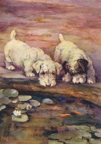 Sealyham terrier dog - sealyham, greeting