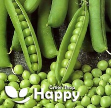 VEGETABLE SEEDS EARLY PEA -