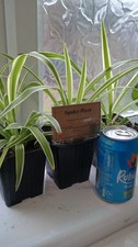 Established Spider Plant –
