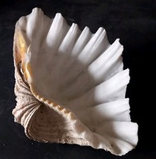 TRIDACNA SQUAMOSA Shell Giant Fluted Clam Bears Paw Shell 9.5" ... 1.3kg .