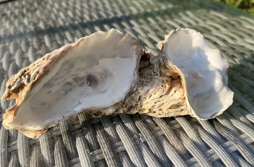 Oyster cluster real - oyster,